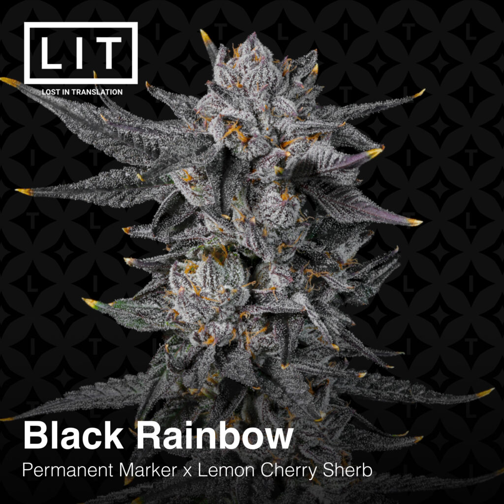 Lit Farms Black Rainbow Heritage Seedbank