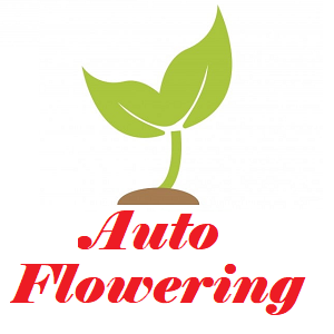 Auto Flowering