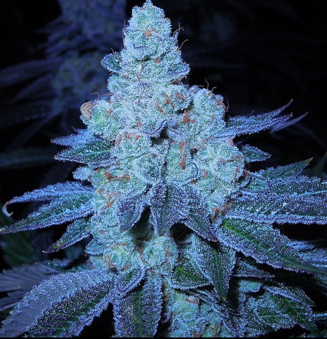 Gmo Cookies Feminized Cannabis Seeds - Buy From MSNL