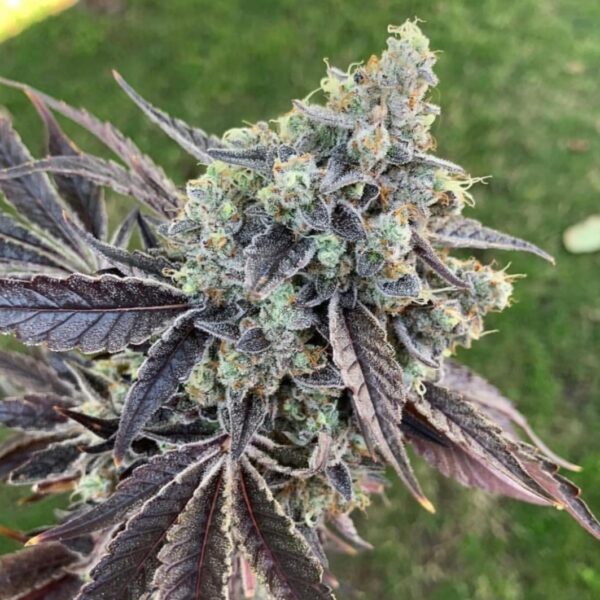CSI:Humboldt - Girl Scout Cookies S1 - Image 2