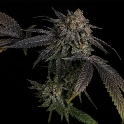 CSI:Humboldt - T:1000 S1 - Image 2