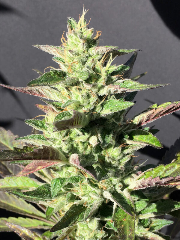 Mamiko Seeds - Monkey Grip - Image 4