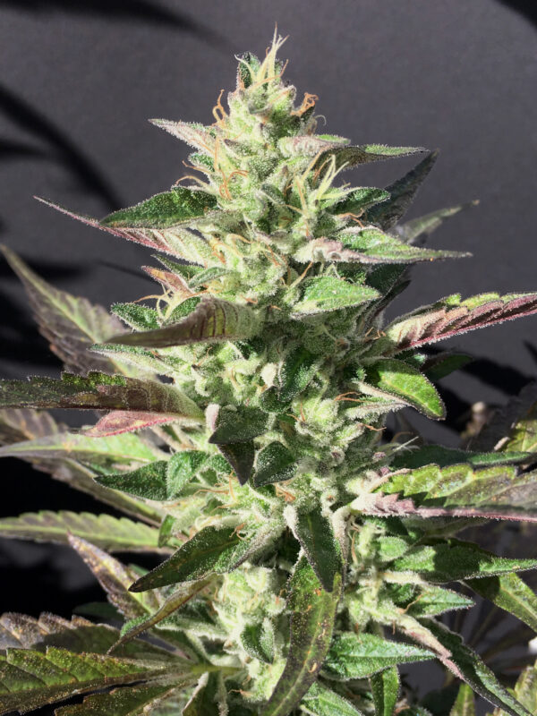 Mamiko Seeds - Monkey Grip - Image 3