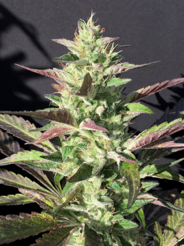 Mamiko Seeds - Monkey Grip - Image 2