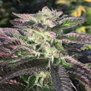 Mamiko Seeds - Mimosa Cookies