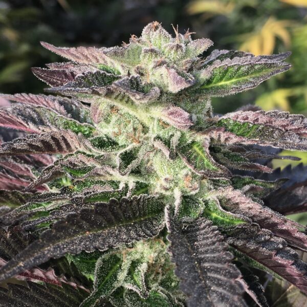 Mamiko Seeds - Mimosa Cookies