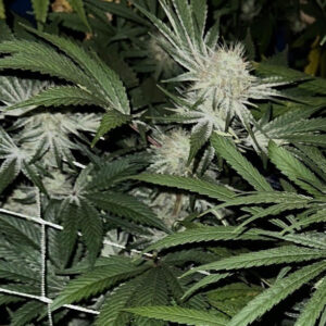 AKBean Brains - Black Star