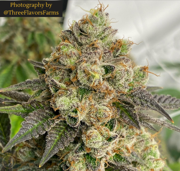 Jaws Genetics - Alien Cookies F2 - Image 2