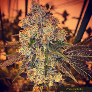 Jaws Genetics - Alien Cookies F2