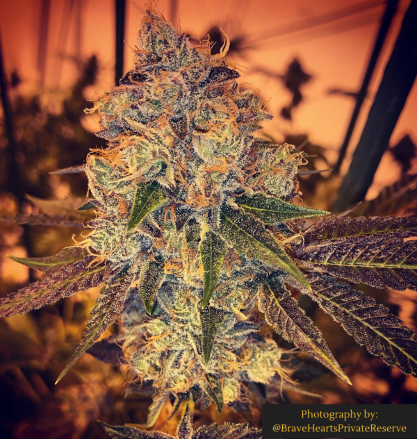 Jaws Genetics - Alien Cookies F2