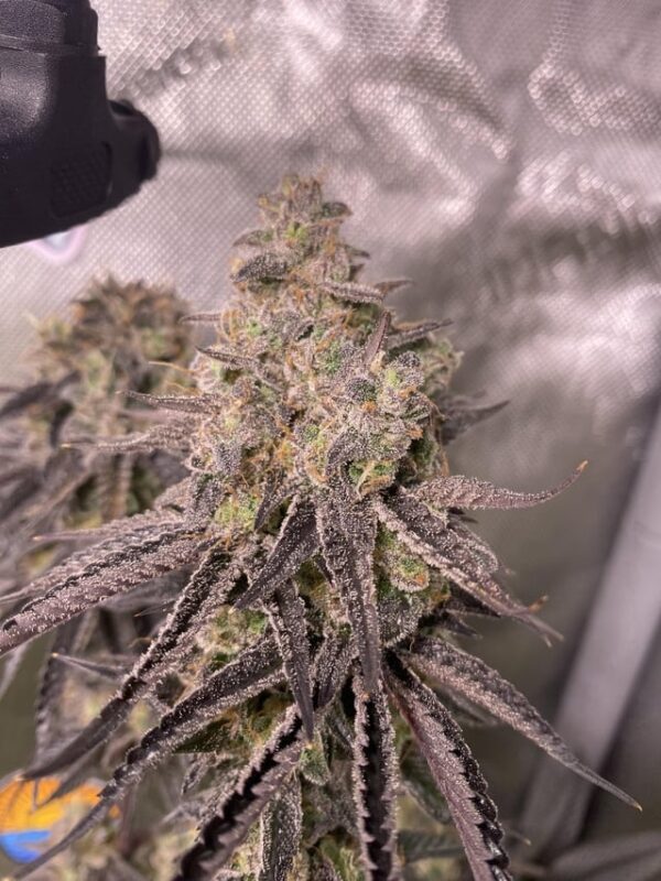 Jaws Genetics - Alien Cookies F2 - Image 3