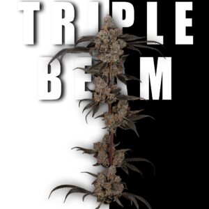 Offensive Selections - Triple Beam