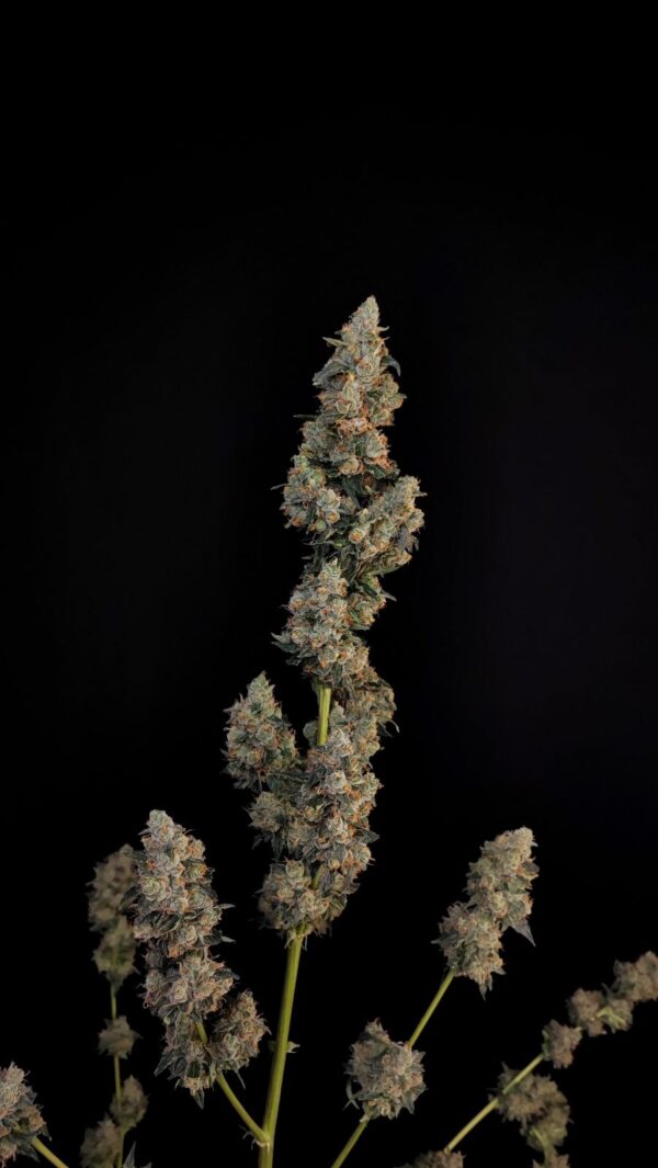 Fast Buds - Northern Lights Auto ♀ - Image 9