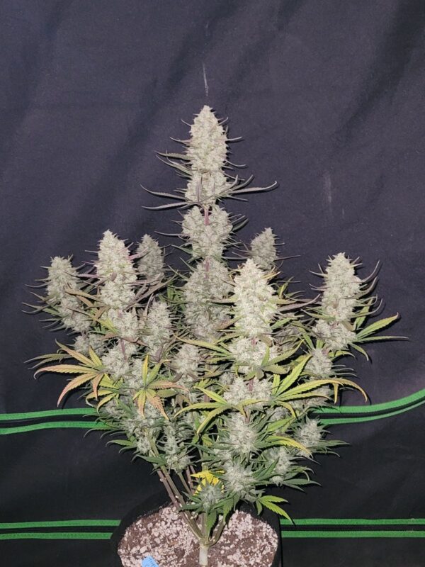 Fast Buds - Tropicana Cookies Auto ♀ - Image 21