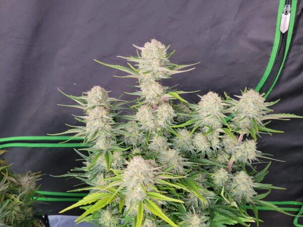 Fast Buds - Apricot Auto ♀ - Image 2