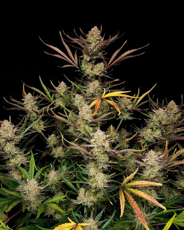 Fast Buds - Apple Strudel Auto ♀ - Image 8