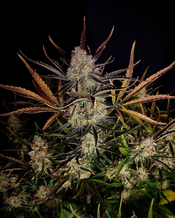 Fast Buds - Apple Strudel Auto ♀ - Image 5