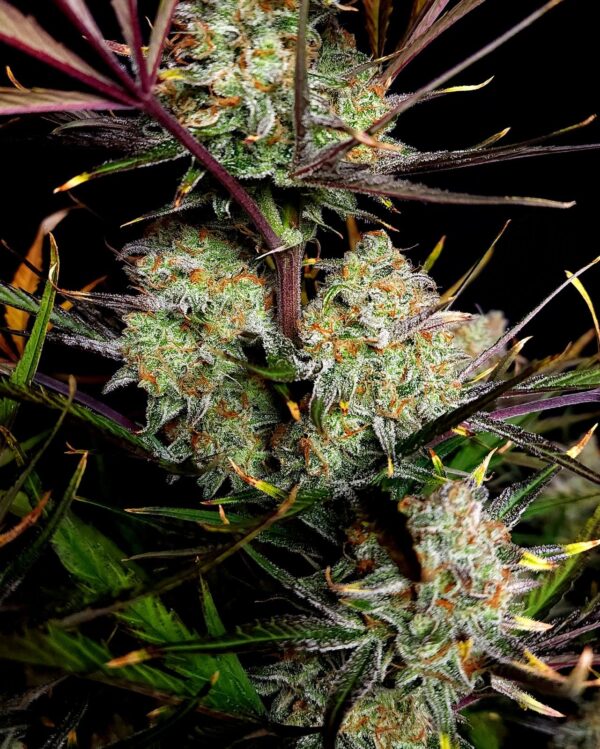 Fast Buds - Apple Strudel Auto ♀ - Image 4