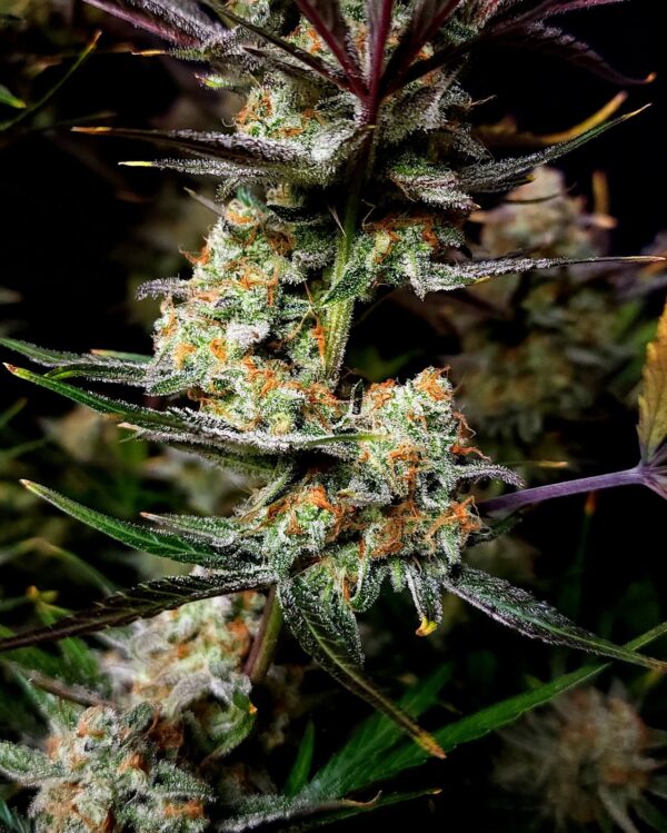 Fast Buds - Apple Strudel Auto ♀ - Image 2