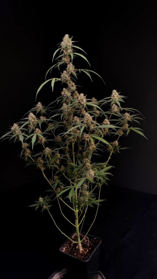 Fast Buds - AK Auto ♀ - Image 12