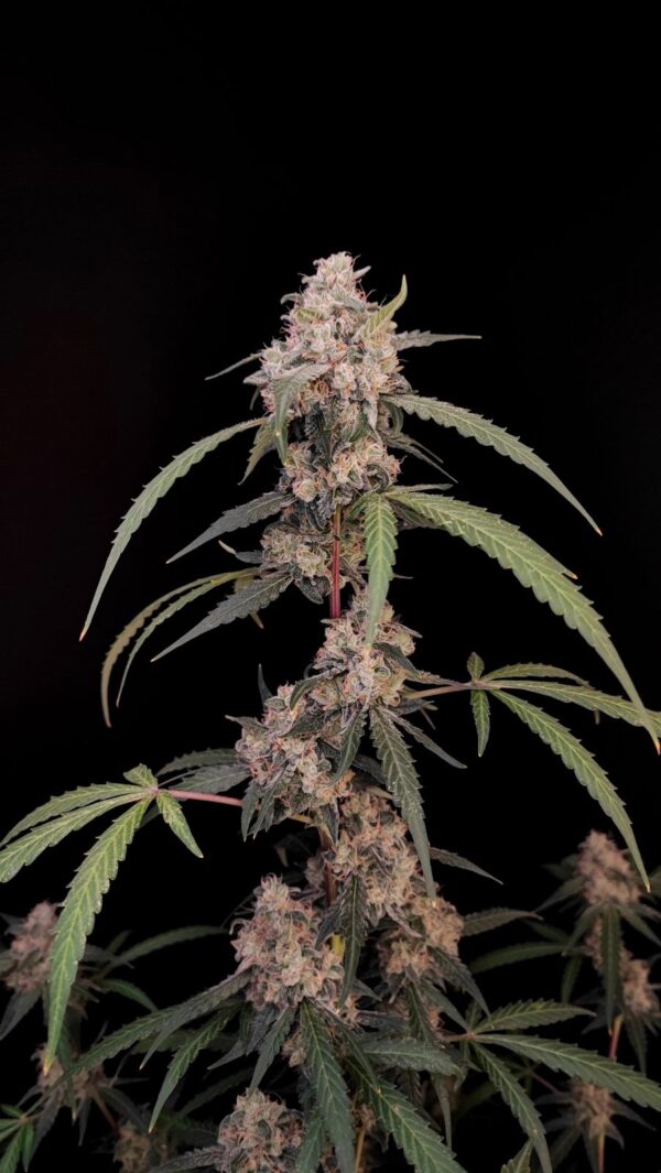 Fast Buds - AK Auto ♀ - Image 11