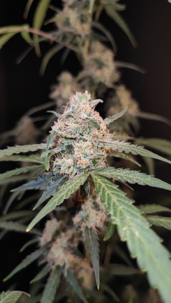 Fast Buds - AK Auto ♀ - Image 9