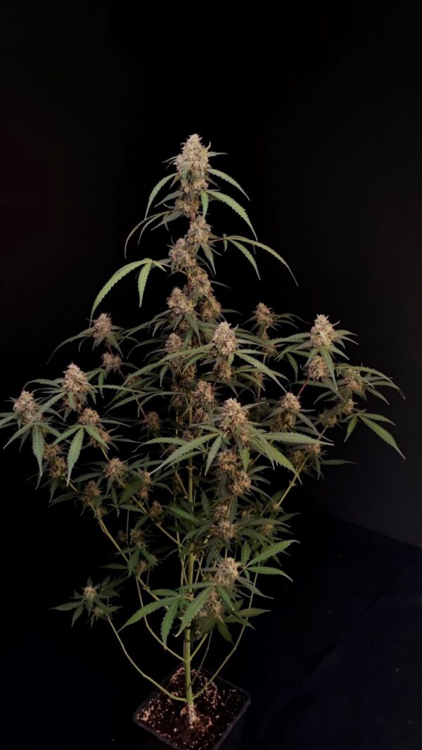 Fast Buds - AK Auto ♀ - Image 8