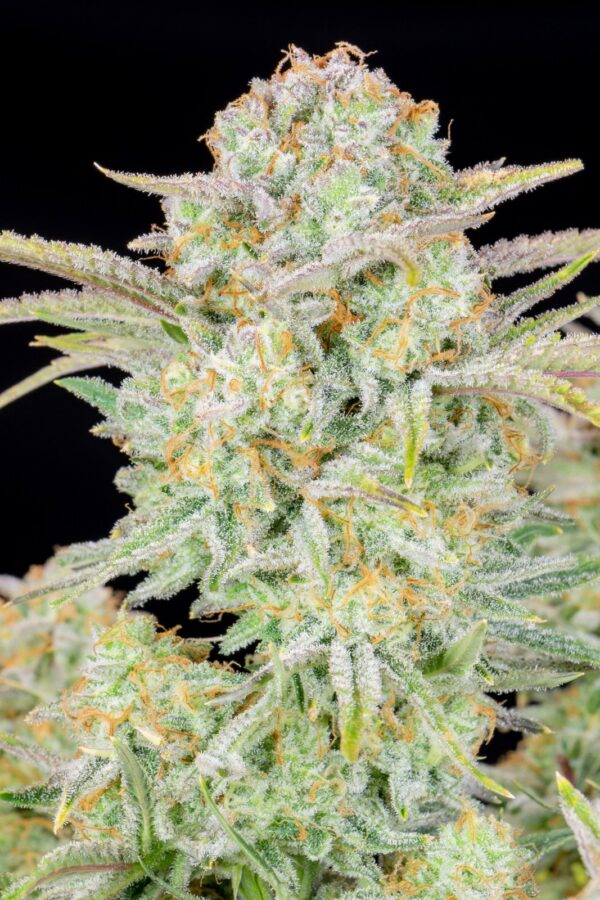 Fast Buds - Bruce Banner Auto ♀ - Image 4