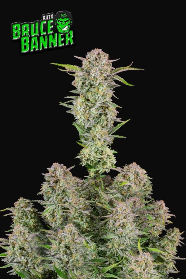 Fast Buds - Bruce Banner Auto ♀ - Image 2