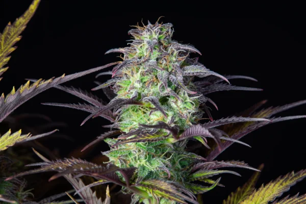 Fast Buds - Blueberry Auto ♀ - Image 3