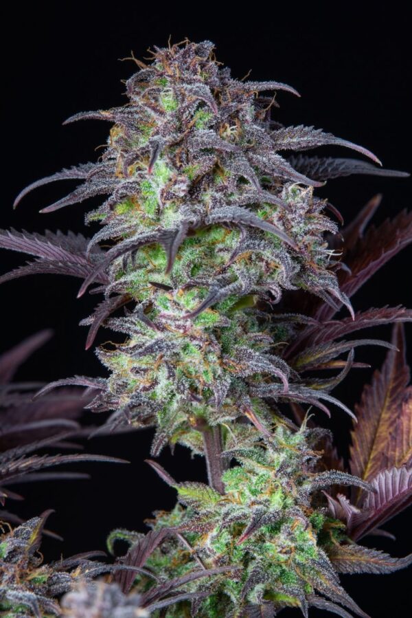 Fast Buds - Blueberry Auto ♀ - Image 12