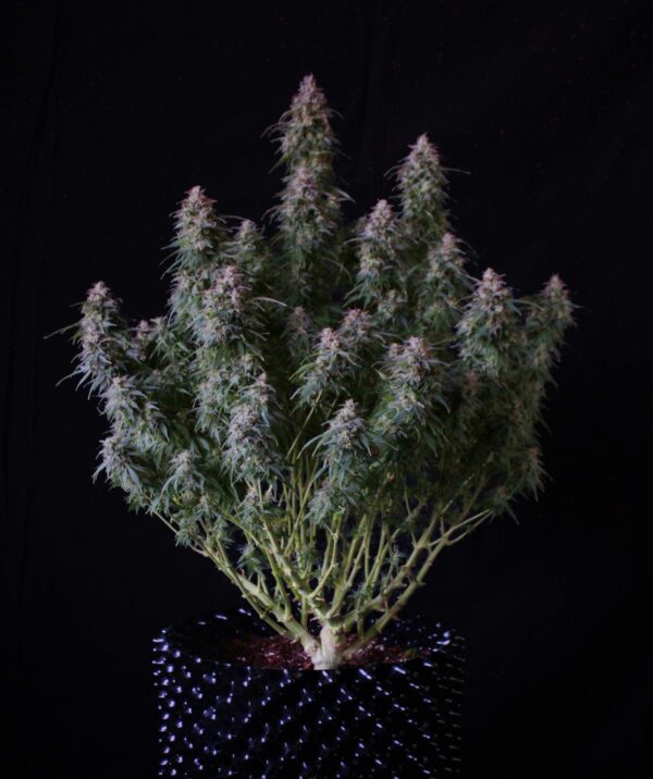 Fast Buds - Blueberry Auto ♀ - Image 13