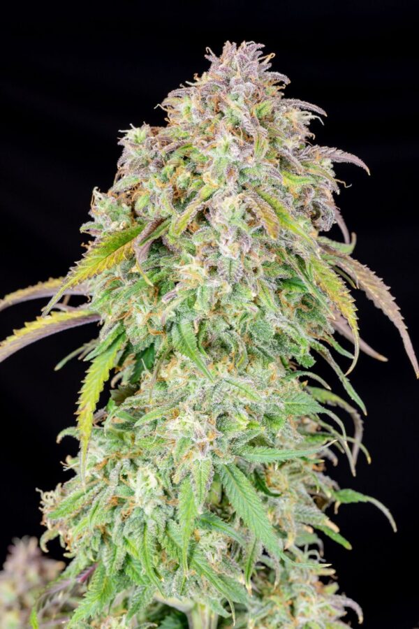 Fast Buds - Blueberry Auto ♀ - Image 8