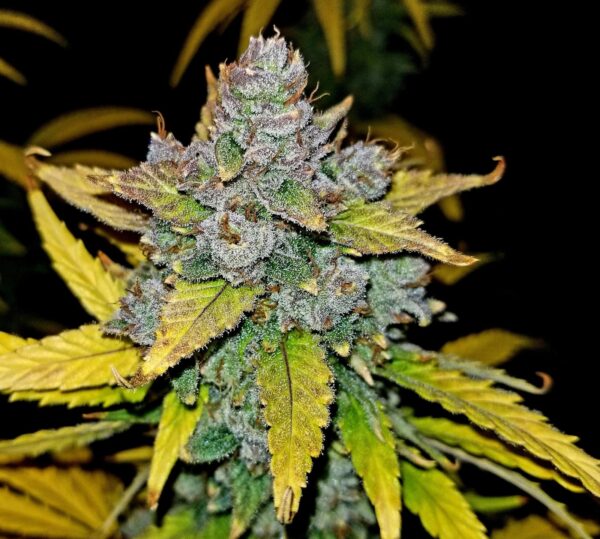 Fast Buds - Blue Dream Auto ♀ - Image 5