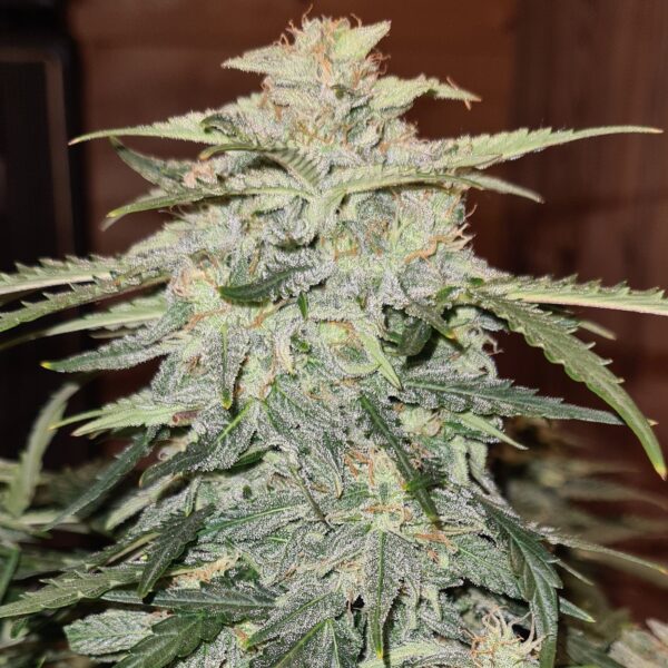 Fast Buds - Blue Dream Auto ♀ - Image 3