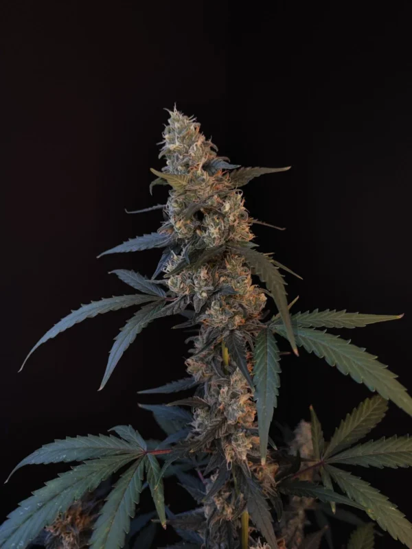 Fast Buds - Bubblegum Auto ♀ - Image 9