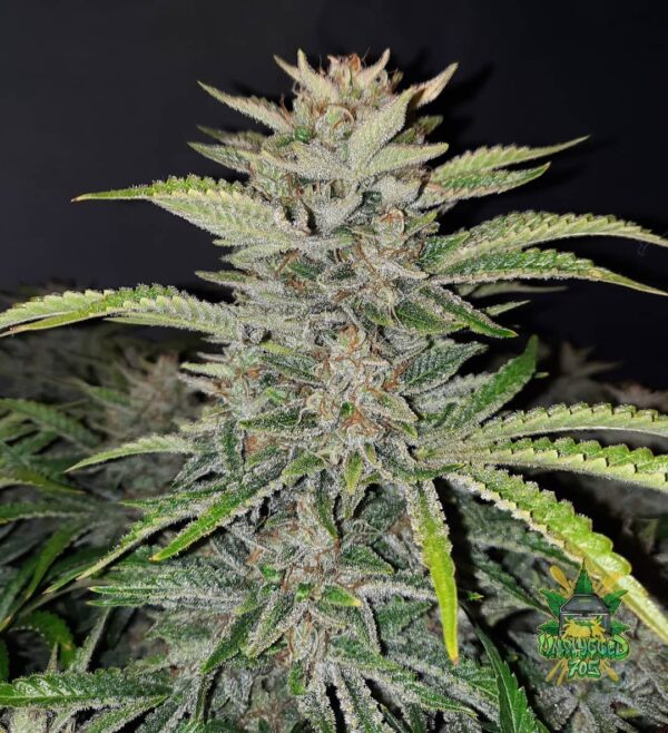 Fast Buds - Bubblegum Auto ♀ - Image 7