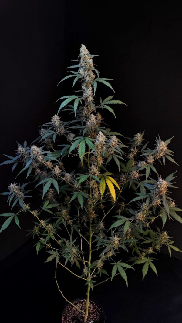 Fast Buds - Bubblegum Auto ♀ - Image 8