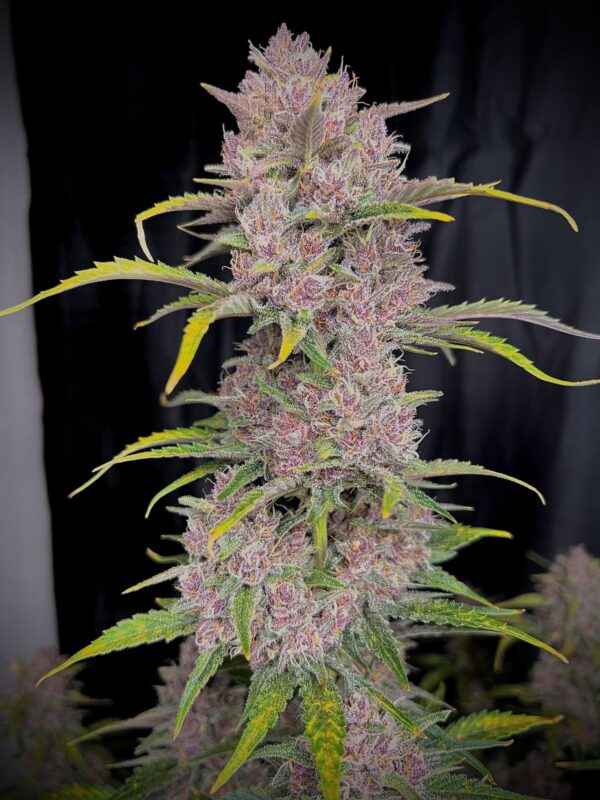 Fast Buds - Banana Purple Punch Auto ♀ - Image 3