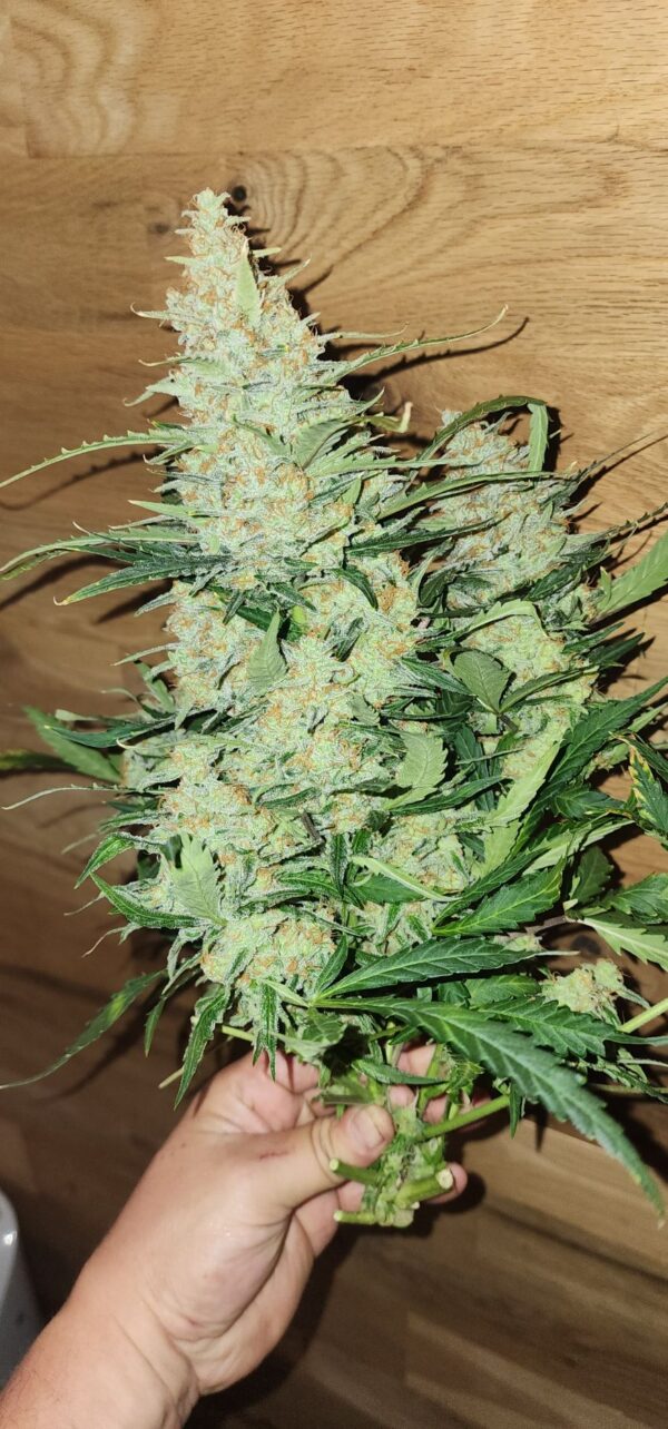 Fast Buds - Pound Cake Auto ♀ - Image 17