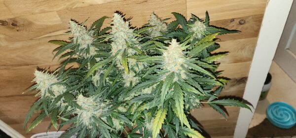 Fast Buds - Pound Cake Auto ♀ - Image 18