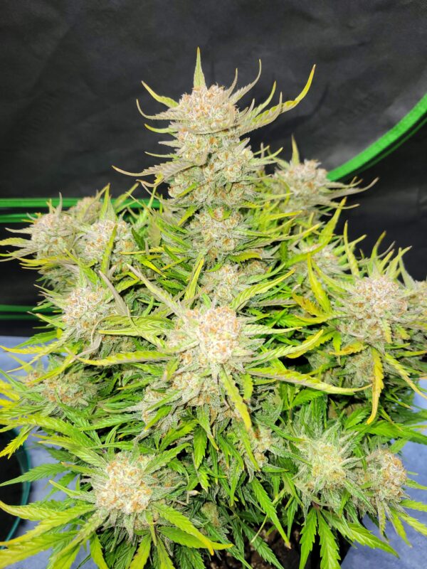 Fast Buds - Pound Cake Auto ♀ - Image 7