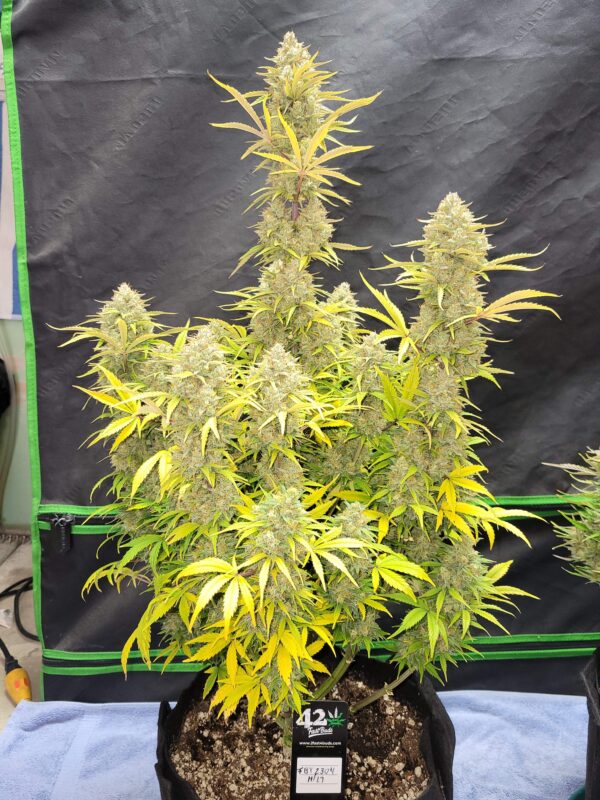 Fast Buds - Pound Cake Auto ♀ - Image 4