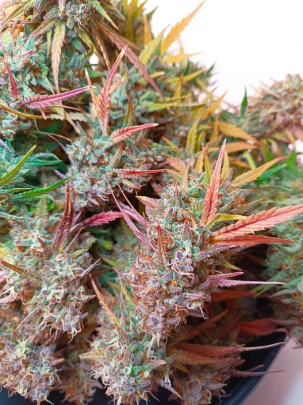 Fast Buds - Pound Cake Auto ♀ - Image 15