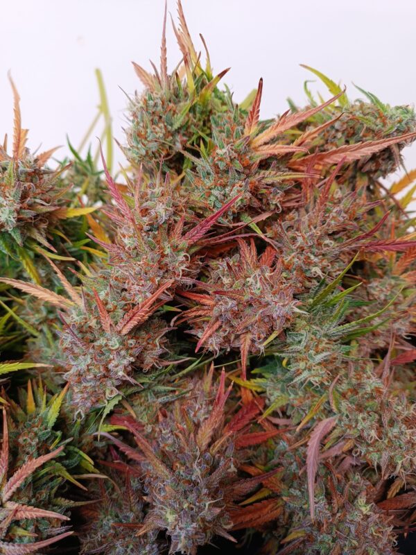 Fast Buds - Pound Cake Auto ♀ - Image 13