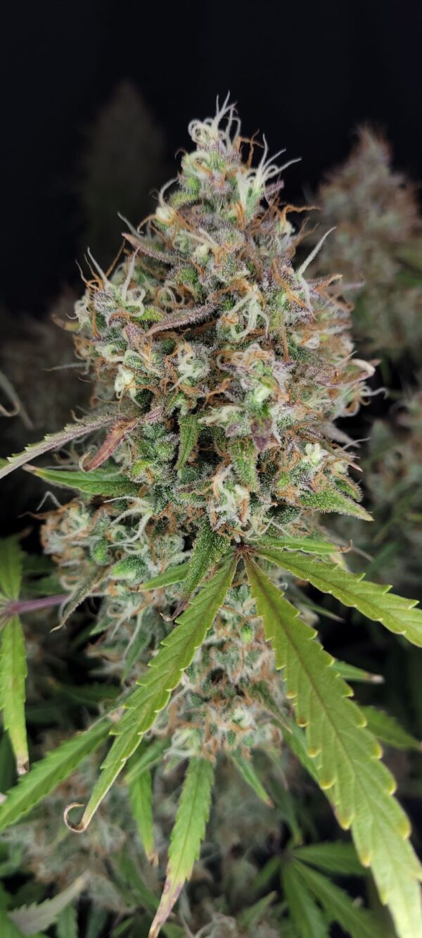 Fast Buds - Pound Cake Auto ♀ - Image 10