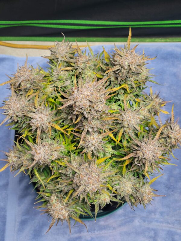 Fast Buds - Pound Cake Auto ♀ - Image 9