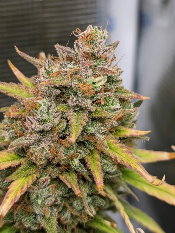 Fast Buds - Pound Cake Auto ♀ - Image 20