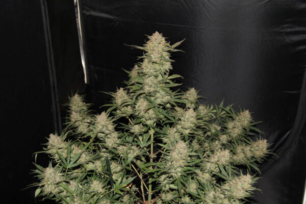 Fast Buds - OG Kush Auto ♀ - Image 4