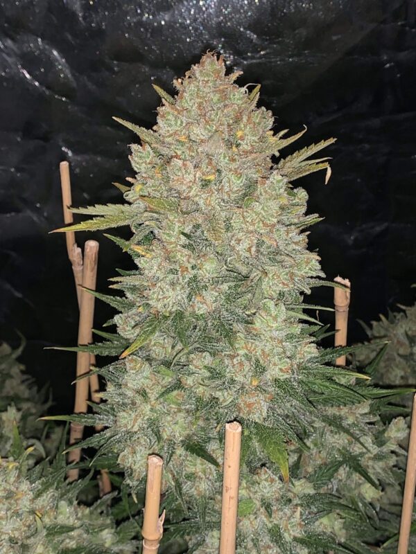 Fast Buds - OG Kush Auto ♀ - Image 11